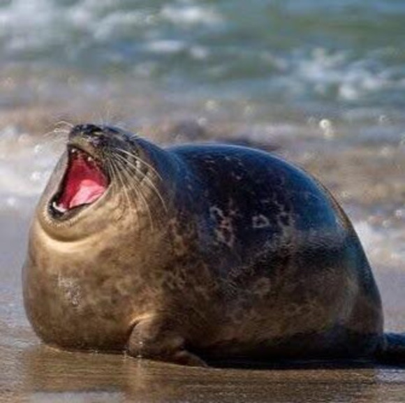 Meet your Posher, Saara - Picture 1 of 1